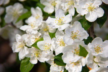 Blooming branch of an Apple tree close up