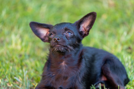 chihuahua Poodle mix puppy on natural background (chipoo)