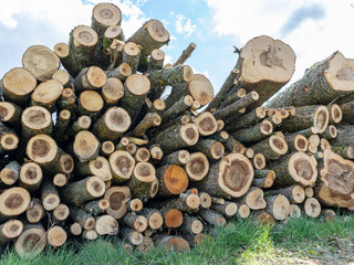 Stack of sawn logs, wood pile reserve for the winter. Pile of chopped firewood. Background texture wood.