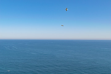 gulls flying at the edge of the cliffs with the ocean in the background