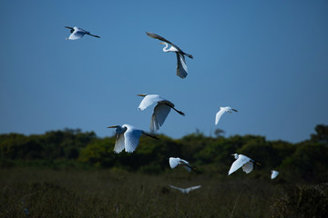 A flock of water birds at brazilian pantanal  Wildlife scenic.