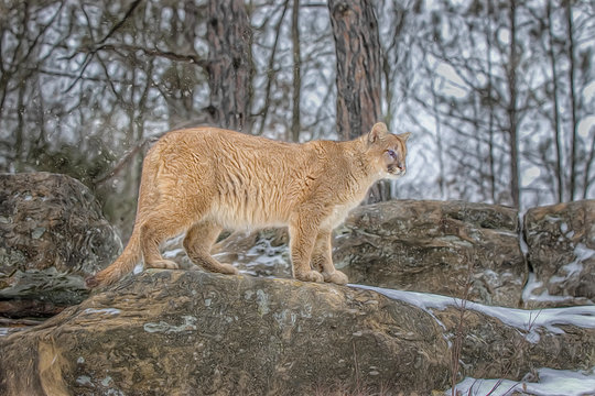 Cougar hunting in light snowfall,photo art