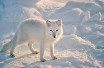Oil painting of Arctic fox