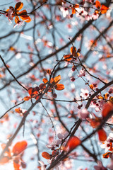 blooming pink flowers on tree on blue background