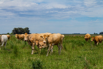 Beige cows of the blonde Aquitaine breed. Little calf in the group. Field landscape with cattle breeding. Non-vegetarian food.