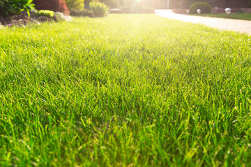 Lawn in backlight. Green grass illuminated by evening sun.Selective focus.Close up.Landscape design concept for garden,lawn care in summer.