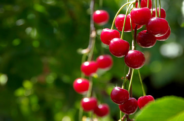 Cherry branch with ripe red berries 