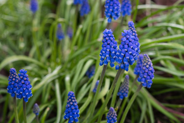 2020-05-17 ARMENIAN GRAPE HYACINTH OR GARDEN GRAPE-HYACINTH. BELL SHAPED BLUE FLOWERS WITH WHITE FRINGE
