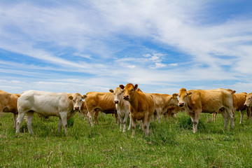 Beige cows of the blonde Aquitaine breed. Little calf in the group. Field landscape with cattle...
