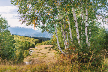 Birch Trees In The Autumn 