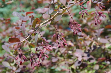 Common barberry (Lat. Berberis vulgaris), a branch with ripe berries