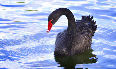 The black swan floats along the bright shining water. 