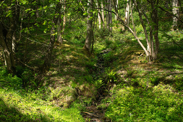 Fototapeta na wymiar small creek flowing through a lush spring forest