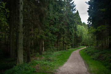 Fototapeta na wymiar A path goes through a lush pinewood forest