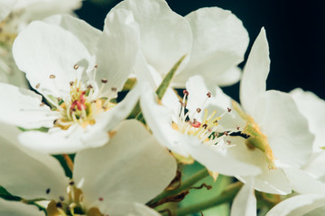 cherry blossom in spring in nature macro photo