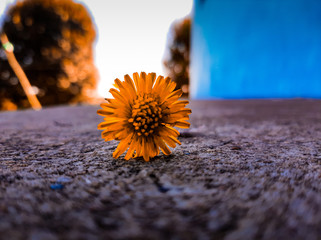 sunflower on the table