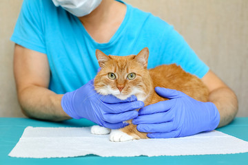 a male veterinarian in blue rubber medical gloves treats a pet.A domestic fluffy red and white cat is lying on a table in a veterinary clinic