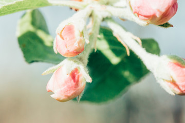 Blossoming branch of an apple tree in garden