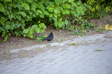 portrait of a blackbird looking into the camera
