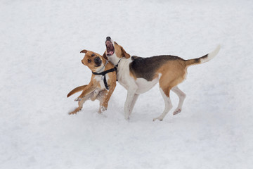Russian hound and american staffordshire terrier puppy are playing in the winter park. Pet animals.
