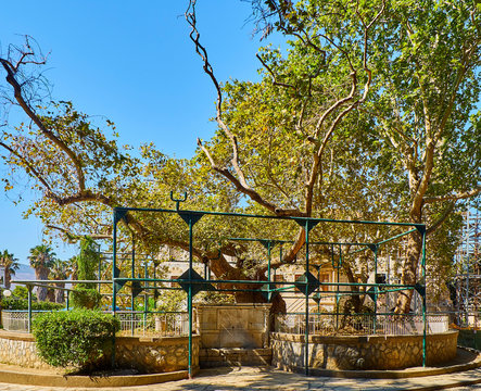The Tree of HiKos, Greece - July 3, 2018. The Tree of Hippocrates, a plane tree under which Hippocrates of Kos taught his pupils the art of medicine. Squappocrates. Square of the Platane, Kos. Greece.