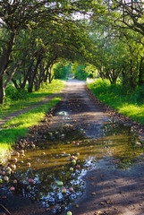 Fototapete bei efototapeten.de bestellen   