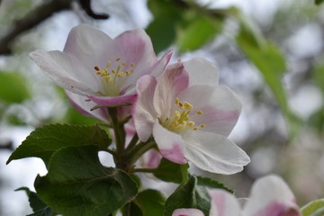 apple tree blossom