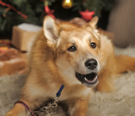 redhead happy young dog mongrel