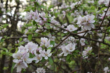 Fototapeta premium cherry tree blossom