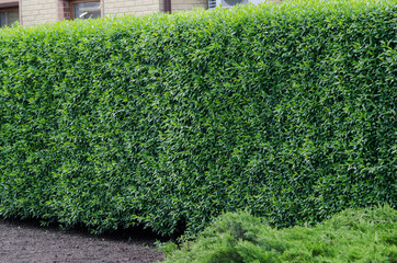 trimmed bush background