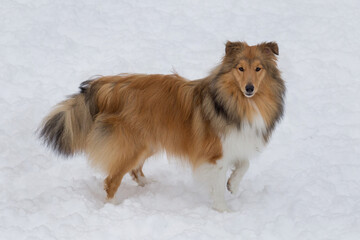 Obraz na płótnie Canvas Cute scotch collie is standing on a white snow in the winter park. Pet animals.