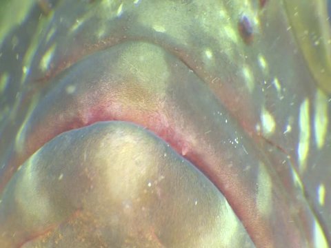 grouper fish underwater close up eyes looking to camera ocean scenery  fish portrait