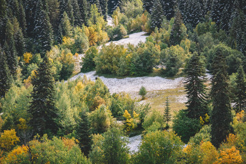 Snowy autumn in the mountain forest