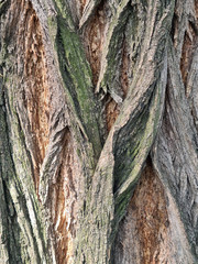 Close up shot of a tree bark