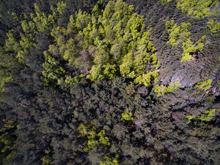 Aerial view with dunes, forest and sea in Curonian spit on a sunny day photographed with a drone. The Curonian Spit lagoon. Gray Dunes, Dead Dunes. 