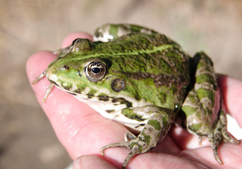 Green frog on the man`s arm 