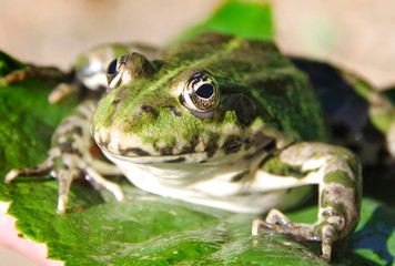 Green frog on a green leaf 