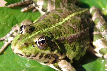 Green frog on a green leaf 
