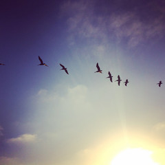 Pelicans In the Sky - Del Mar California