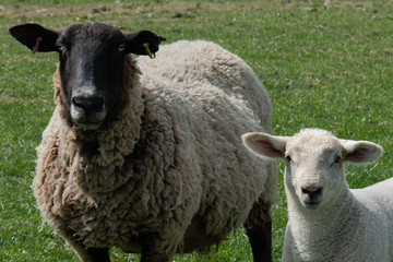 Obraz premium Close-up sheep and lamb in the green countryside