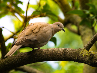 pigeon on a branch