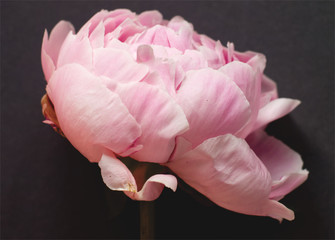 Soft pink peony flower on black background. Minimal flower concept. Floral design, close-up image.