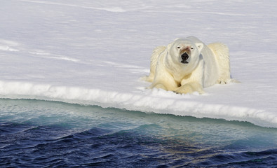 Polar bear at the pack ice border close to the North Pole. Svalbard