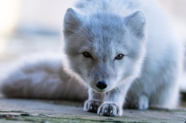 White arctic fox in the Russian settlement Pyramiden on Spitsbergen. White hunter.