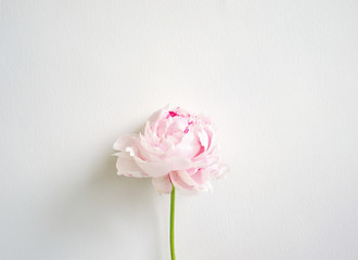 Pink peony on white background. Floral card design. Simple modern minimal flowers concept. Copy space for text