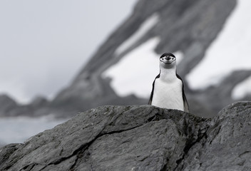 Chinstrap penguin on Point Wild at Elephant Island in Antarctica. This Island has an interesting historical background with the famous Shackleton story with the Endurance.