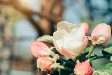 Blossoming apple garden in spring