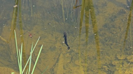 Männlicher Kammmolch (Triturus cristatus) beim Luftholen im Teich