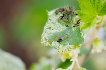 Illness plant of currant in the garden