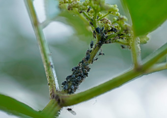 Garden problems in spring, infestation of small  black insects. 